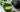 Milder Matcha statt bitterer Tee