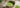 Frischer Matcha mit feinem Schaum zum Probieren