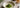 How Do You Prepare Matcha als Featured Image