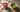 Rotes Pflanzenpulver und grüner Matcha werden nebeneinander eingeordnet