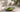 One And Only Matcha als Featured Image