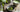 Matcha Cappuccino als Featured Image