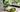 Teepflanze und Schale mit Matcha Pulver