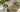 Hochwertiges Matcha Pulver mit frischer Farbe