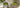 Hochwertiges Matcha Pulver mit frischer Farbe
