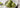 Matcha Eis mit erkennbarer gruener Tee-Farbe