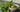 Teepflanze und feines Matcha Pulver