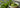 Teepflanze und feines Matcha Pulver