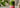 Raspberry Matcha Tea mit Himbeere und gruener Matcha-Schichtung
