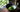 Matcha Green Tea Ceremonial als Featured Image