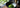 Matcha Green Tea Ceremonial als Featured Image