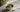 Matcha Premium als Featured Image