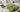 Matcha Cookies Rezept als Featured Image
