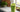 Matcha Tee Smoothie als Featured Image