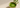 Matcha und Immunsystem – natürliche ruhige Matcha-Szene